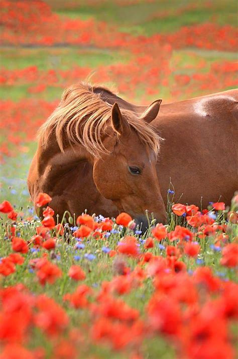 Horse in a Poppy Field