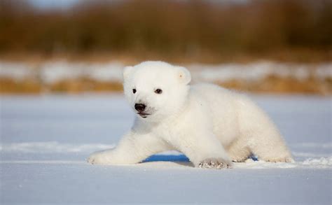 Webcam vai revelar cada passo de urso polar bebê - 10/06/2019 - Bbc ...