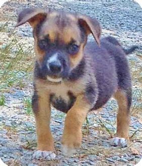 Snohomish, WA - Beagle/Rat Terrier Mix. Meet Roland, best baby beagle ...