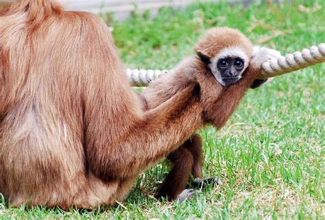 Baby White Handed Gibbon Monkey | Gibbon, Animals, Animal kingdom