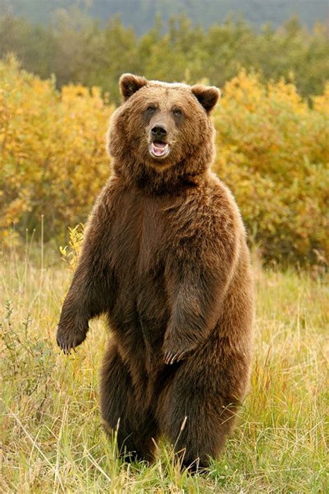 Interesting facts about Kodiak bears | Just Fun Facts