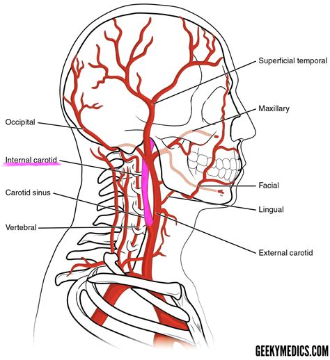 Arterial Supply of the Brain | Circle of Willis | Geeky Medics