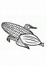Corn Clip Clipart Ear Maize Outline Template Line Coloring Printable  sketch template