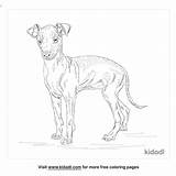 Greyhound Face Coloring Pages sketch template