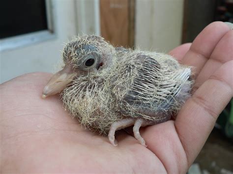 Ringneck Dove: Know Everything About Them | Pets Nurturing