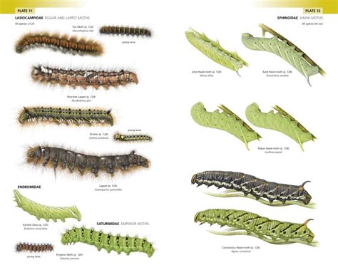 Field Guide to the Caterpillars of Great Britain and Ireland - NOUVEAU