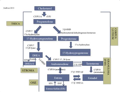 Steroid Synthesis Pathway