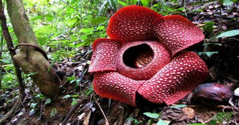 Wow! Spesies Baru Bunga Rafflesia Ditemukan di Indonesia : Okezone techno