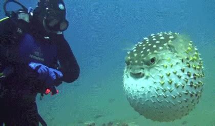 Hilarious Fish Gifs