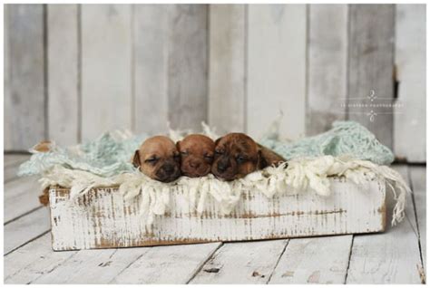 Photographer Does Adorable Newborn Photo Shoot For Foster Puppies ...