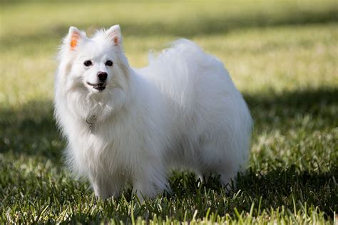 American Eskimo Dog Breed: Profile, Personality, Facts