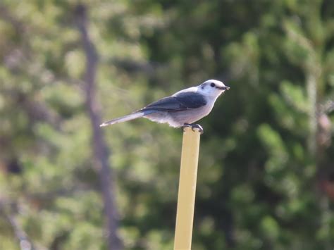 The Wildlife of Yellowstone - WanderWisdom