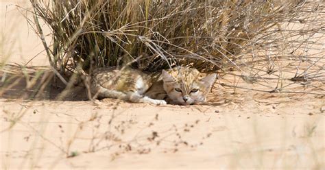 Sand Kittens Photographed in the Wild for the First Time