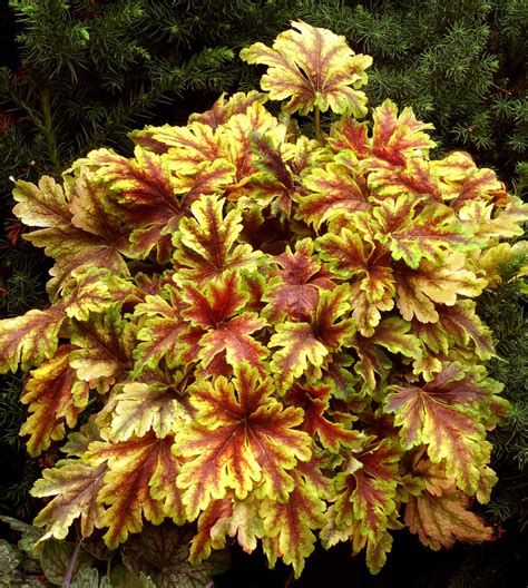 Heucherella hybrida ‘Gold Zebra’ | Jardins Paquette