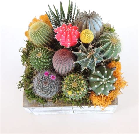 Live Cactus Arrangement in Wooden Container