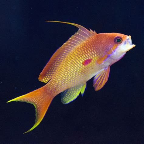 Lyretail Anthias – TL Reefs