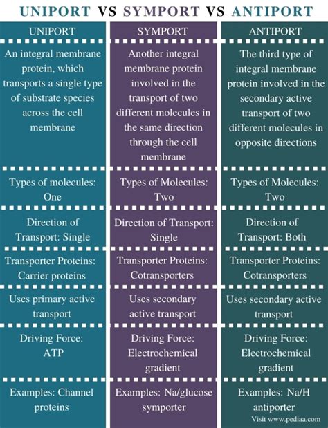 What is the Difference Between Uniport Symport and Antiport - Pediaa.Com