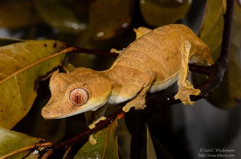 Uroplatus ebenaui – Uroplatus Information Center