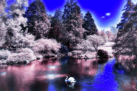 Surreal Infrared Pink And Blue Swan Lake Photograph by James DeFazio | Fine Art America