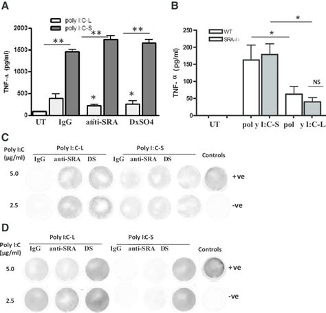 Poly I:C-L requires SR-A to activate splenocytes. (A) Splenocytes from... | Download Scientific ...