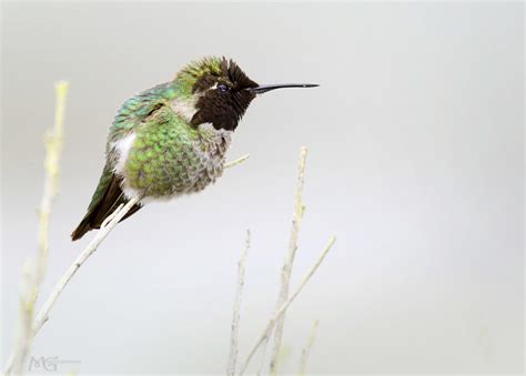 San Joaquin Wildlife Sanctuary 1.21.12 8 | Best viewed large… | Marcie ...