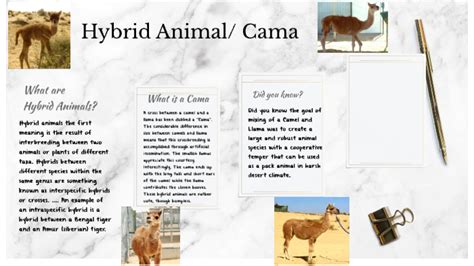 cama hybrid animal by Carli Blankenship on Prezi