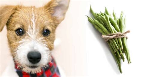 Can Dogs Eat Green Beans? A Guide to Green Beans for Dogs