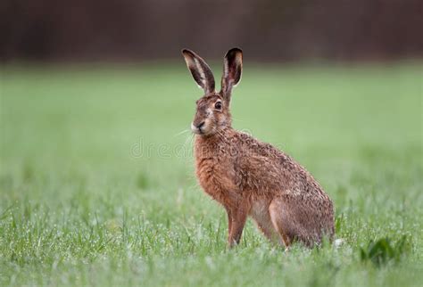 Lebre Marrom Selvagem Que Senta-se Em Uma Grama Imagem de Stock - Imagem de fauna, wildlife ...