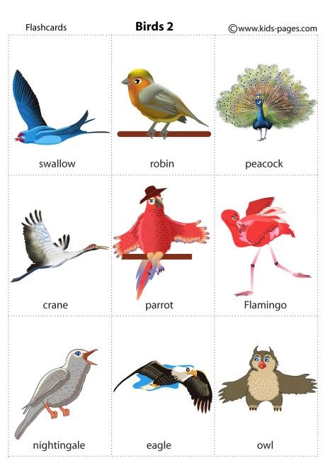 Birds flashcard