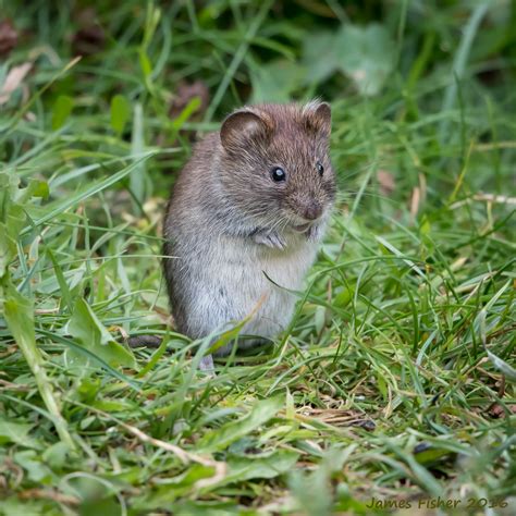 jfwildlife.co.uk - Bank Voles