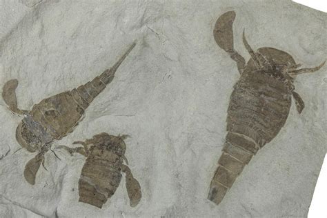 Three Eurypterus (Sea Scorpion) Fossils - New York (#236955) For Sale ...