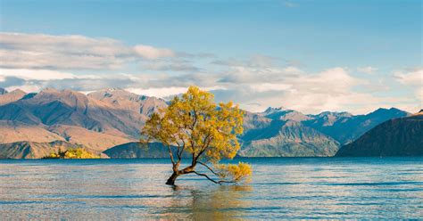 New Zealand's famous Wanaka tree, a symbol of hope, vandalized - CBS News