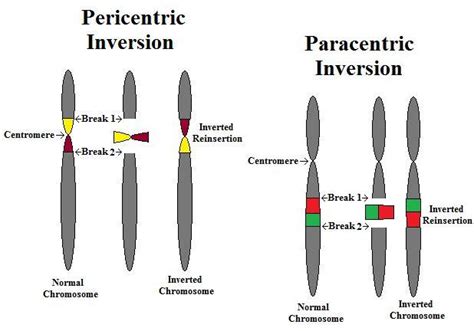 The New Creationist: Chromosomal Inversions - Pericentric