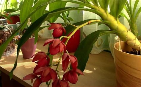 Care Catasetum Orchid for begginers - Flowersvideo