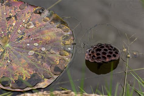 Rotting Plant stock photo. Image of surface, leaf, light - 55932782