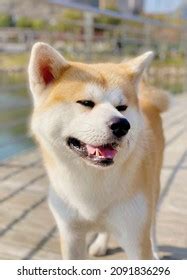 11,090 Red Akita Images, Stock Photos & Vectors | Shutterstock