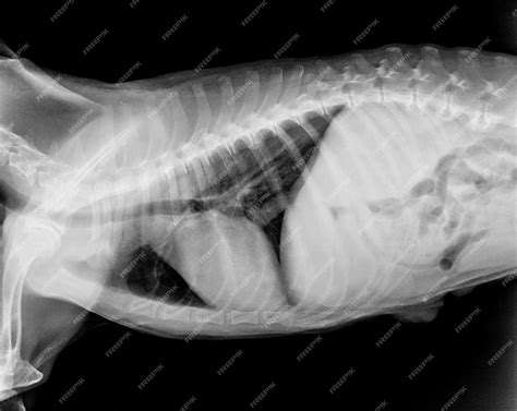 Premium Photo | X-ray film of dog lateral view closed up in thorax standard and chest