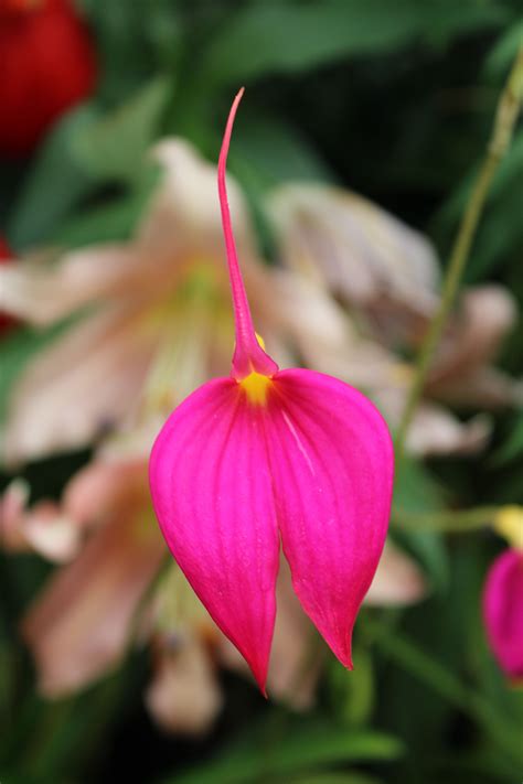 Masdevallia Orchid. | Orchids, Pink orchids, Flowers