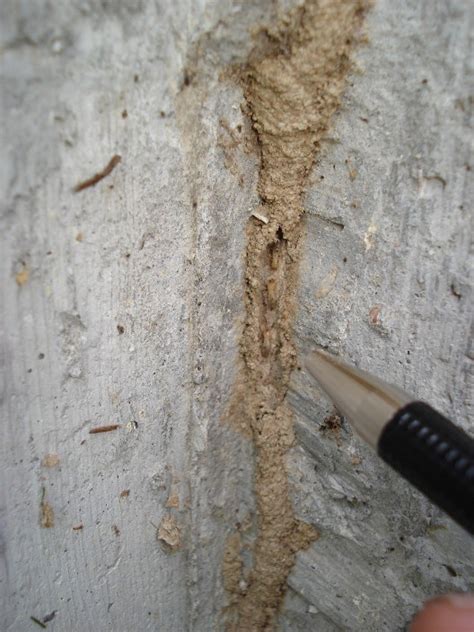 Termite Identification : Elite Exterminating