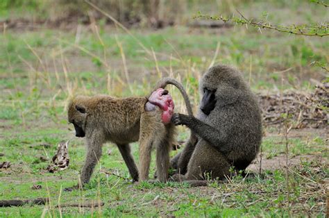 Olive baboon mating season. | Martti Niskanen | Flickr