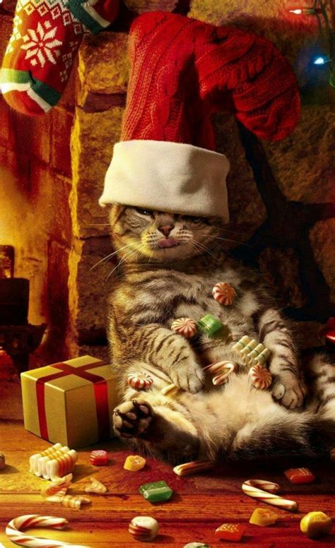 Just waiting for Santa!" ☆♡ | Cat christmas cards, Christmas animals ...