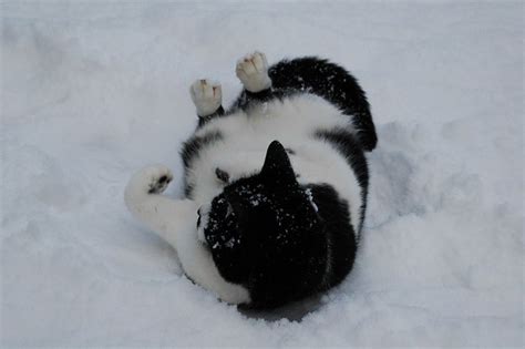 Snow Cat | Charlie - making cat snow angels | Nikki | Flickr