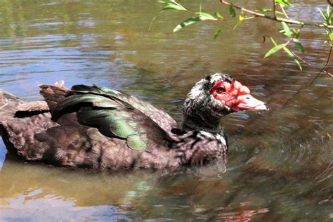 Raising Muscovy Ducks And Why You Probably Want Them • Insteading