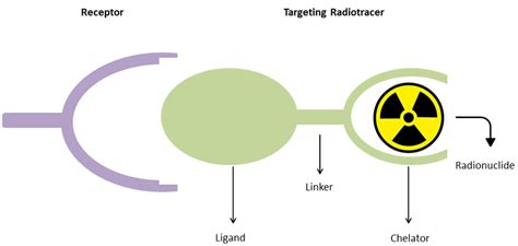 8.1: Schematic Overview of Targeted Peptide Receptor Radionuclide [The... | Download Scientific ...