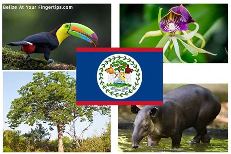 National Symbols of Belize: Flag, Flower, Tree, Bird, Animal+ - Belize at Your Fingertips!