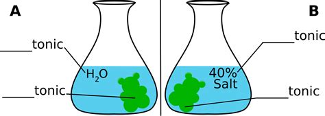 4.4: Gummy Bears- Tonicity (Activity) - Biology LibreTexts