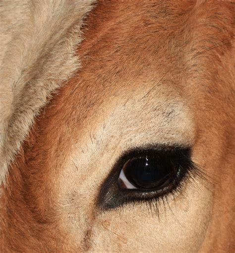 Cow's Eye Photograph by Mario Bennet - Fine Art America