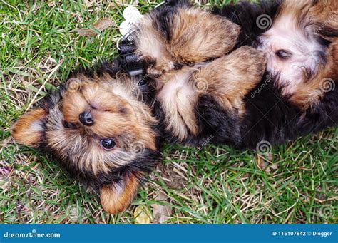 Yorkie puppy playing stock photo. Image of yorkie, canine - 115107842