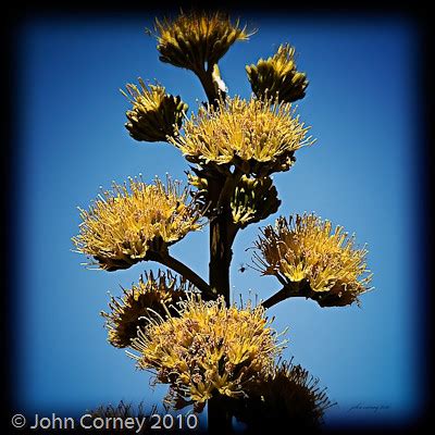 Yellow Yucca Bloom | Spectacular yellow flower bloom of the … | Flickr