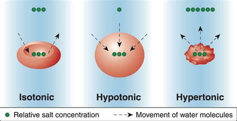 Hydration Science: Understanding Dehydration – Hydralyte